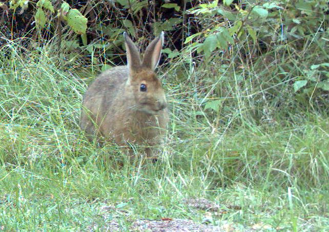 SnowshoeHare_091411_1802hrs.jpg - Snowshoe Hare (Lepus americanus)
